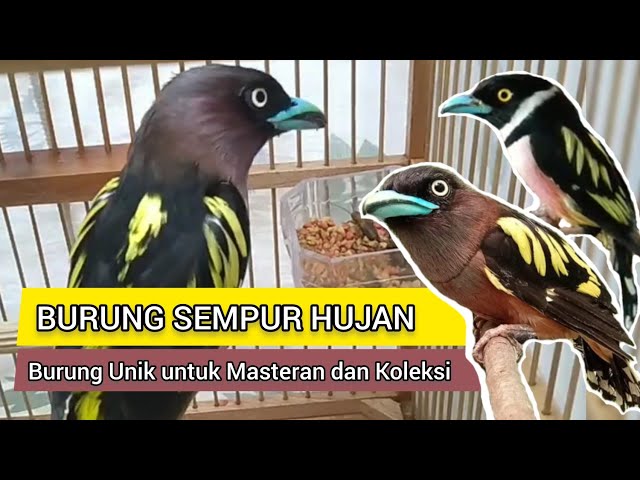 Burung Sempur Hujan , Burung Masteran dengan Suara Unik class=