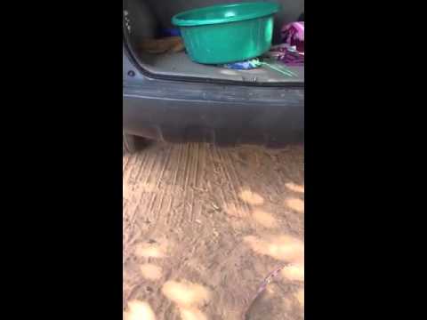 My dog - YouTube