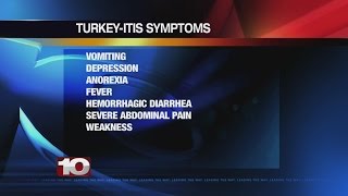 Pet Saver Thanksgiving Pet Safety Tips