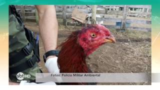 PM Ambiental flagra "rinha de galo" em Romelândia, SC