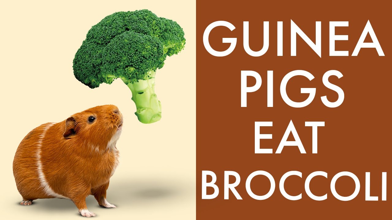 guinea pig broccoli
