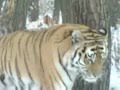 The amur tiger national geographic