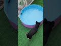 Wednesday evening, cool night fresh air joyful chihuahua doggies!(1)