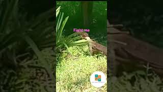 Pig Fights Back To Komodo Dragon