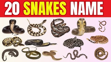 Snake Names for Kids | Learn 20 Types of Snakes in English | Crawling Animals | Learning Video