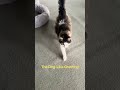 The Dog-Like Greeting #foryou #viral #cute #pet #animals #fypage #cat #shorts #catlife #kitty #fyp