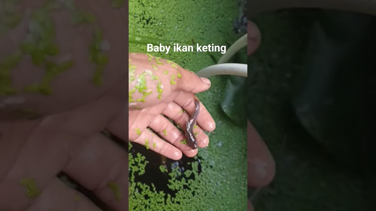 Ikan keting peliharaan 