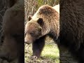 Yellowstone Grizzly sports spikes for claws - Lamar Valley, Spring 2023