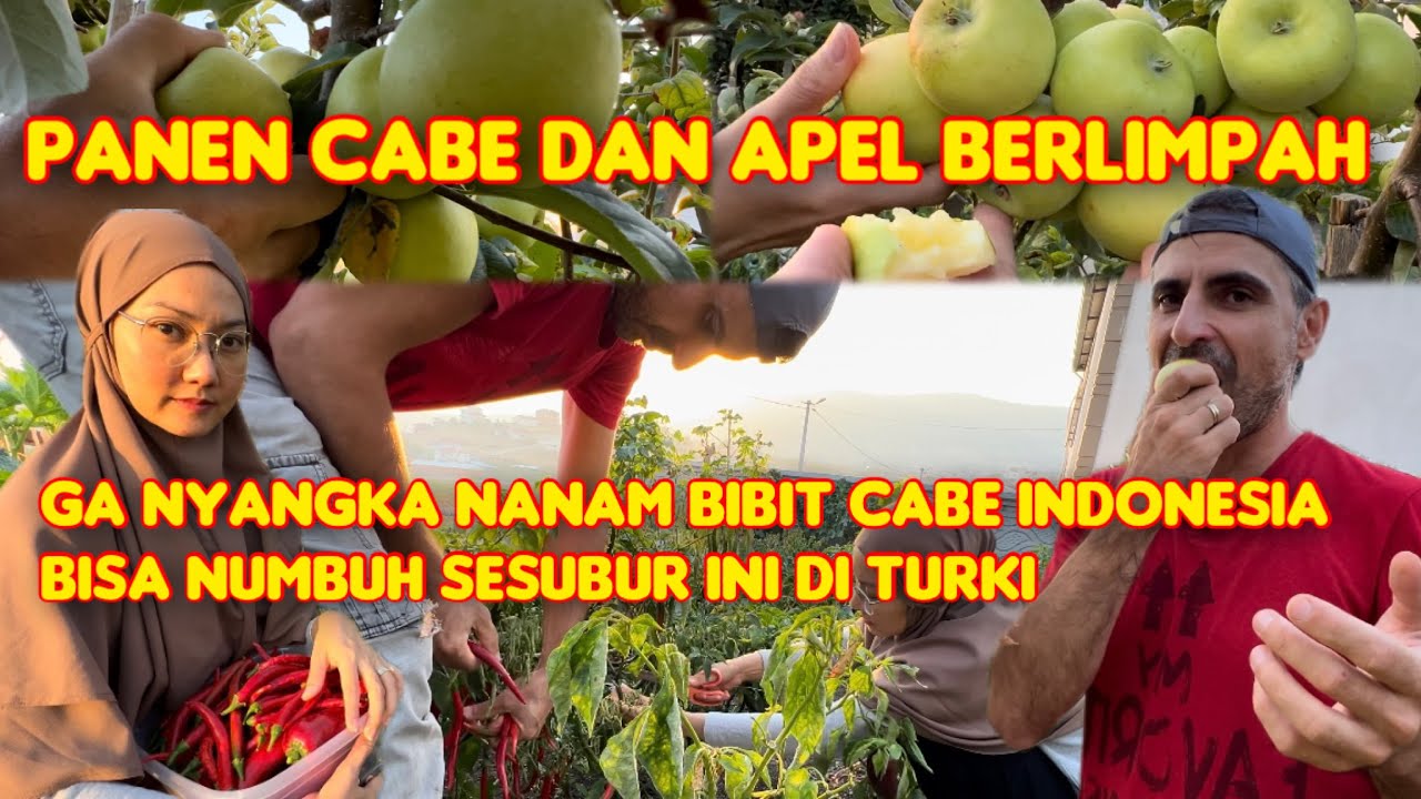 Panen cabe2an berlimpah buat bikin sambel persiapan stock musim dingin di Turki