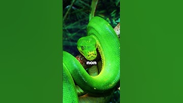 Green Tree Python | The Color-Shifting Snake in Trees 🌳#greentreepython #arborealsnake #reptile