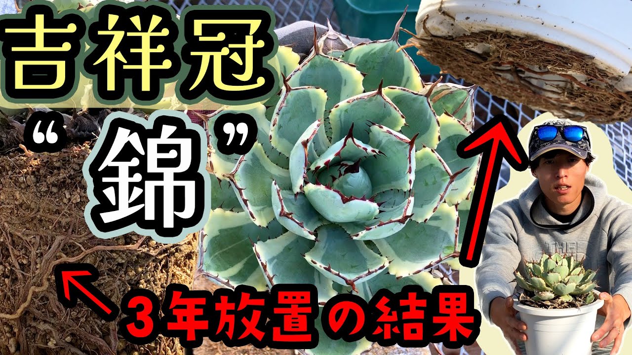 緊急オペ企画＃4】アガベ「ポタトラム(吉祥冠錦)」を鉢替え！根回りし