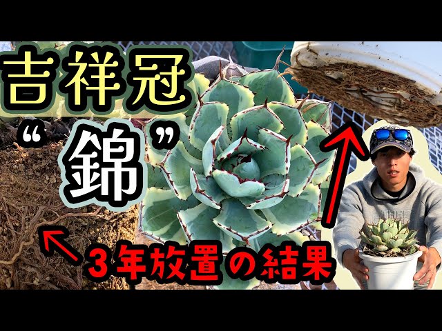 緊急オペ企画＃4】アガベ「ポタトラム(吉祥冠錦)」を鉢替え！根回りし