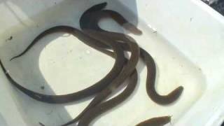 Asian swamp eels in Silver Lake 