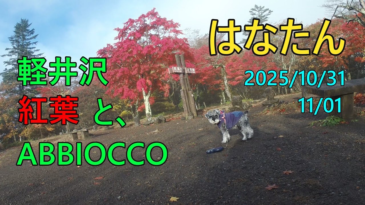 軽井沢 紅葉とABBIOCCO(イタリアン) ワンちゃん店内OK