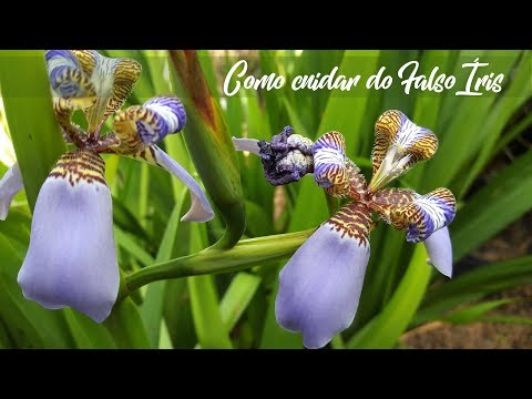 Vídeo: Iris: plantando e cuidando das mais belas flores