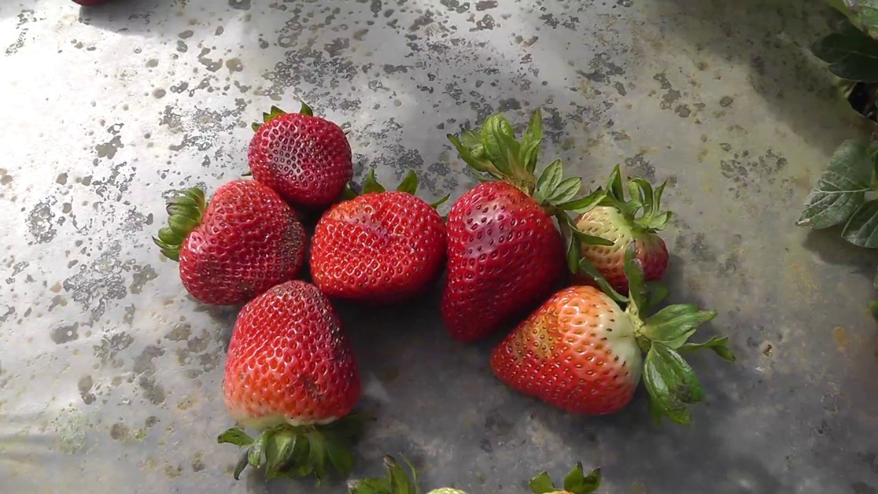 Live From Fields Strawberries in Santa Maria YouTube