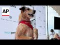 Kodi, star of &#39;Dog on Trial,&#39; wins this year&#39;s Palm Dog in Cannes