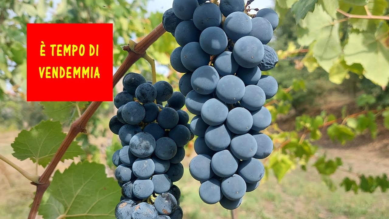 Ecco da cosa si capisce che è il momento di vendemmiare. Vendemmia, mostimetro e rifrattometro