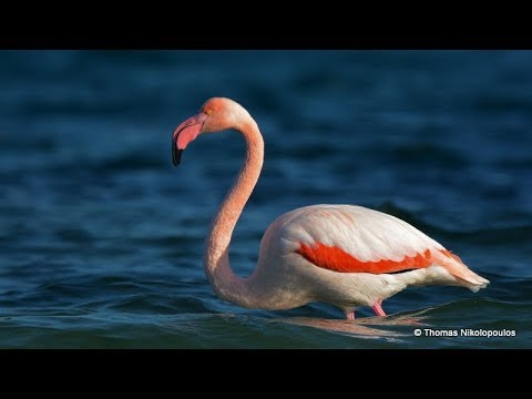 Flamingo (Phoenicopterus) Φοινικόπτερος