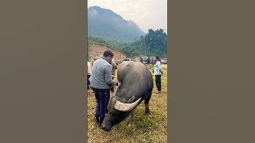 Trâu to đẹp tại chợ Cốc Ly