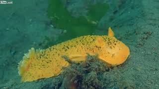 Diving under Local Pier by Pet lovers No views 3 years ago 2 minutes, 2 seconds