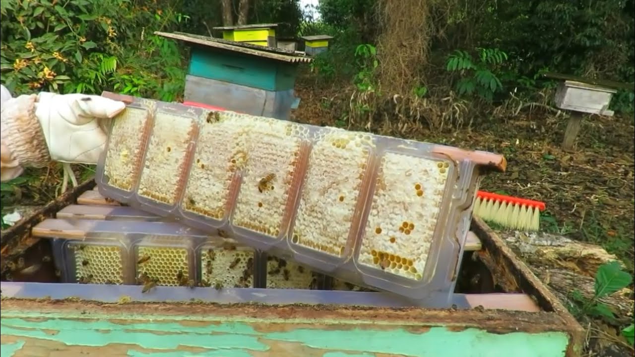 Promoção Caixilho De Plástico Para Favos In Natura