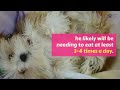 What Should My Lhasa Apso Eat?