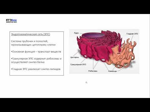 Органоиды Эукаротической клетки