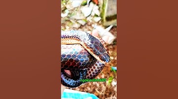 rắn hổ hành loài rắn không nọc độc cực kỳ dễ thương #snake#khampha#khamphathegioi