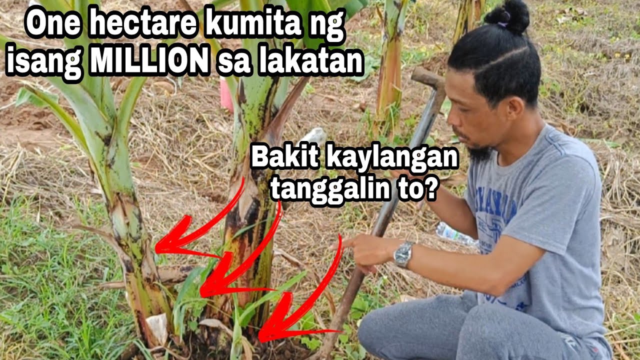 KUMITA NG MILLION SA ISANG EKTARYA SA LAKATAN POSIBLE BA PAANO? SUCKERING EMPORTANTE BA?