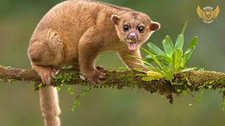5 Incredible Facts About Kinkajous!