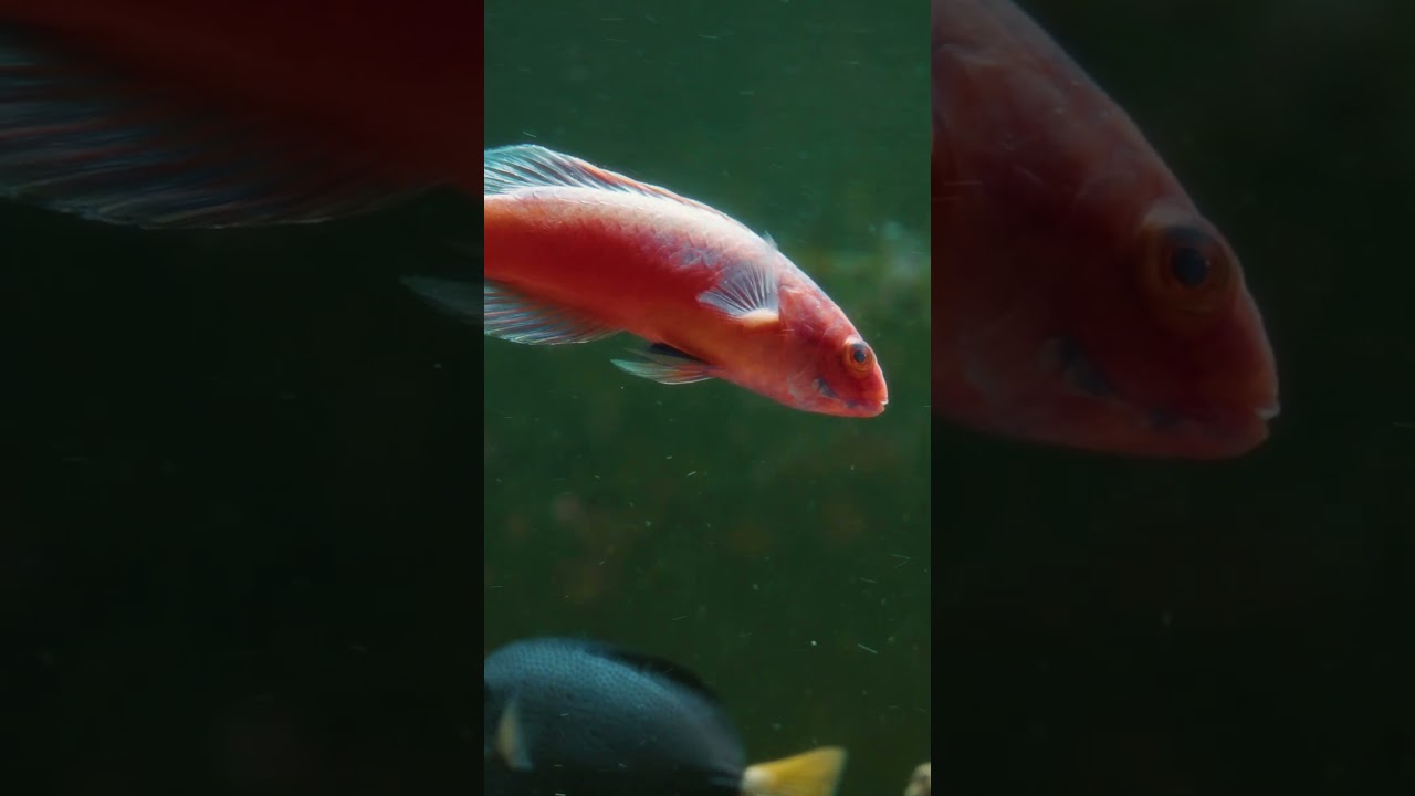 Red-Colored Wrasse – Flash of Fire 🔥🐠