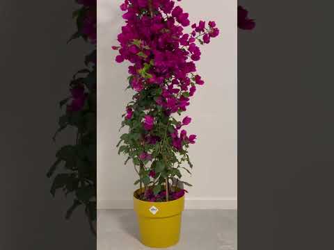 Beautiful #flowers