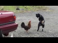 Baby goat chicken fight