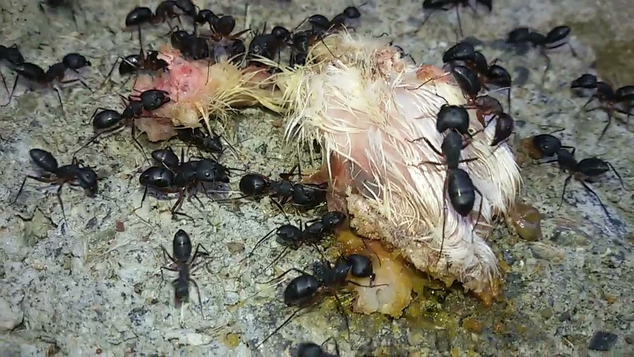 Flesh Eating Ants flesh ripping ants YouTube
