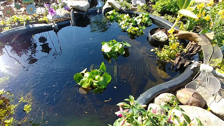 AMAZINGLY simple trick to avoid pea green water in your little ponds.