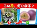【全35問の野菜・果物の花クイズ】キミは植物博士になれるかな？