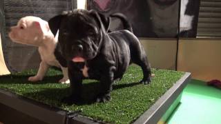 American Pocket Bully's  Frostbite & Pepper Litter 7 Weeks Old Edited