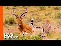 Antelope Narrowly Escapes Cheetah Chase | Predator Perspective | Love Nature