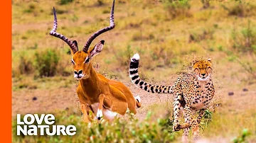 Antelope Narrowly Escapes Cheetah Chase | Predator Perspective | Love Nature