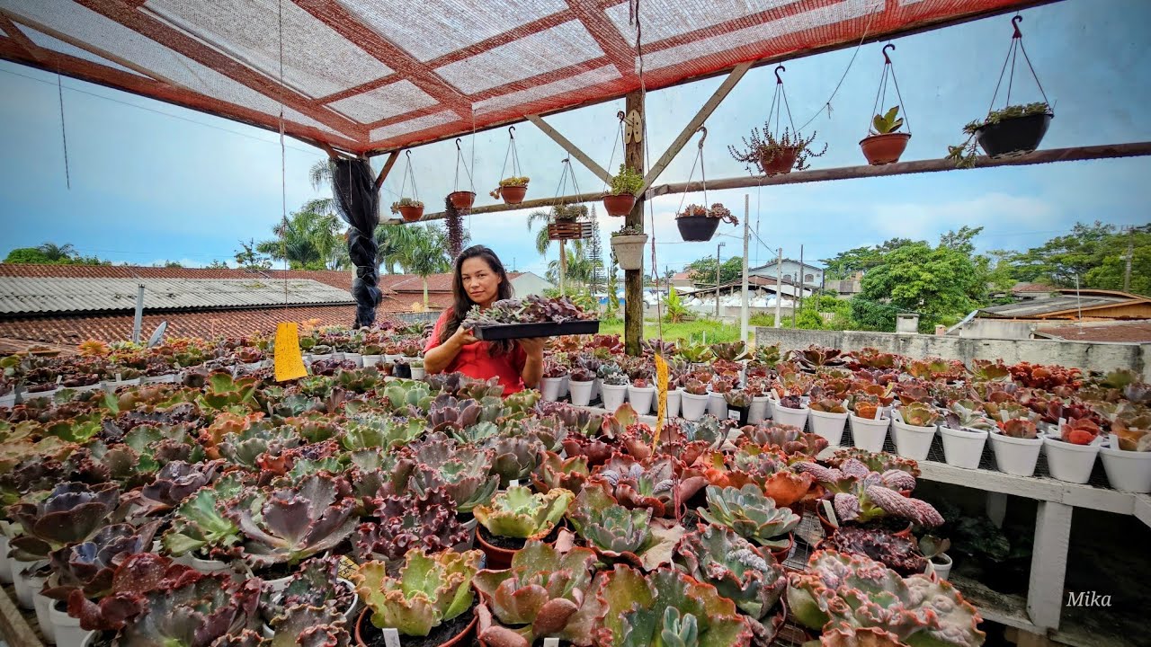 Retirada de haste floral e corte de algumas matrizes 
