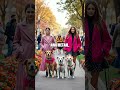 The Vibrant Realm of Pet Fashion Design