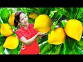 Harvesting Ripe Yellow Lekima Fruit &amp; Silver Raspberries to Sell at the Market💖Farm Life Tropics 4k