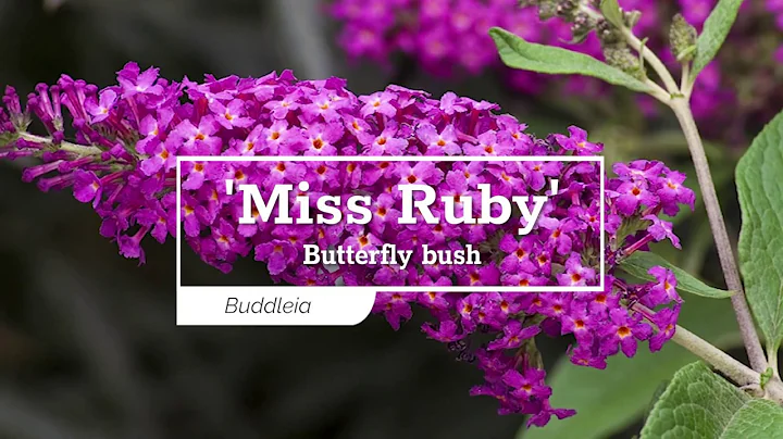30 Seconds with 'Miss Ruby' Butterfly Bush