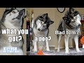 Husky Argues with Farting Poop! Tells Me To Grow up! Hilarious Reaction!