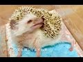 【恐怖映像】ハリネズミの習性「泡つけ」(アンティング)