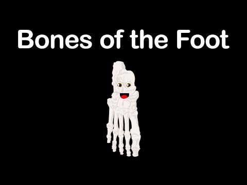 Human Body /Foot Bones/Human Body Systems