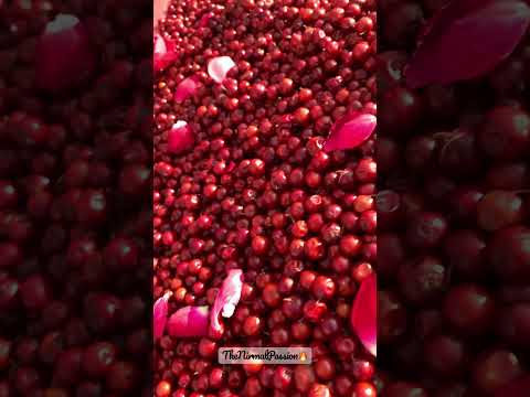 Indian Jujube Fruit Shorts Viral Fruit Youtubeshorts Foodshorts Thenirmalpassion 
