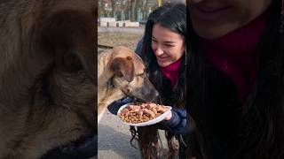 This Homeless Dog just Impressed me! He Knows how to Get human’s love #straydogs #hungrydog #shorts