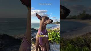 Meet The Xolo The Hairless Dog With A 3500yearold Legacy 